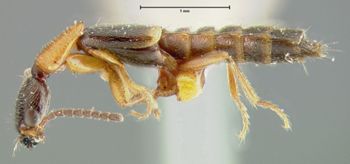 Media type: image;   Entomology 24100 Aspect: habitus lateral view